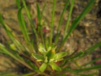 Myosurus minimus 6, Muizenstaart, Saxifraga-Rutger Barendse