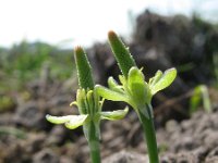 Myosurus minimus 9, Muizenstaart, Saxifraga-Rutger Barendse