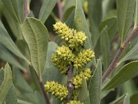 Myrica gale 48, Wilde gagel, Saxifraga-Willem van Kruijsbergen