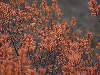 Myrica gale 50, Wilde gagel, Saxifraga-Tom Heijnen