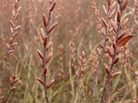 Myrica gale 51, Wilde gagel, Saxifraga-Tom Heijnen