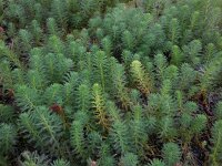 Myriophyllum aquaticum 12, Parelvederkruid, Saxifraga-Ed Stikvoort