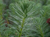 Myriophyllum aquaticum 13, Parelvederkruid, Saxifraga-Ed Stikvoort
