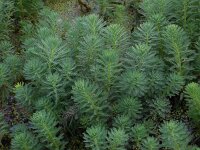 Myriophyllum aquaticum 14, Parelvederkruid, Saxifraga-Ed Stikvoort