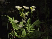 Myrrhis odorata 8, Roomse kervel, Saxifraga-Jan van der Straaten