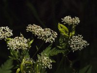 Myrrhis odorata 9, Roomse kervel, Saxifraga-Jan van der Straaten