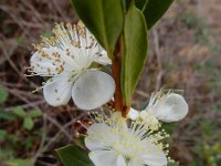 Myrtus communis 7, Saxifraga-Ed Stikvoort