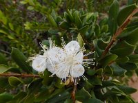 Myrtus communis 8, Saxifraga-Ed Stikvoort