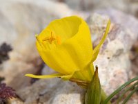 Narcissus bulbocodium 40, Saxifraga-Sonja Bouwman  Hoepelroknarcis, Hoop petticoat daffodil  - Narcissus bulbocodium - Amaryllidaceae familie; Vale da Telha, Sagres, Cabo de Sao Vicente (Pt)