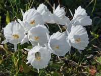 Narcissus cantabricus