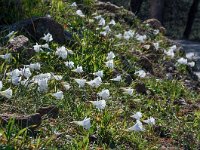 Narcissus cantabricus 11, Saxifraga-Harry Jans