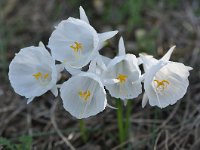 Narcissus cantabricus 9, Saxifraga-Harry Jans