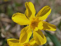 Narcissus cordubensis