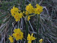 Narcissus cordubensis 2, Saxifraga-Harry Jans