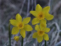 Narcissus cordubensis 6, Saxifraga-Harry Jans