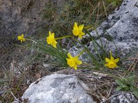 Narcissus cuatrecasasi