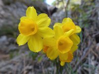 Narcissus cuatrecasasii 6, Saxifraga-Harry Jans