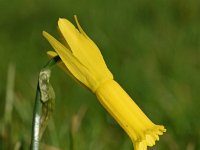 Narcissus cyclamineus