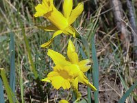 Narcissus hispanicus