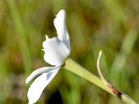 Narcissus obsoletus