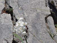 Narcissus pannizianus 1, Saxifraga-Harry Jans