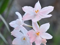 Narcissus pannizianus 11, Saxifraga-Harry Jans