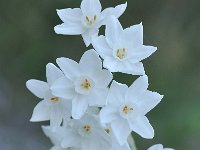 Narcissus pannizianus 15, Saxifraga-Harry Jans