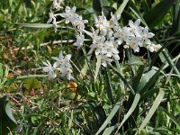 Narcissus pannizianus 3, Saxifraga-Harry Jans