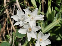 Narcissus pannizianus 4, Saxifraga-Harry Jans