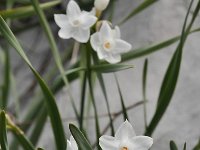 Narcissus pannizianus 5, Saxifraga-Harry Jans