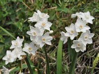 Narcissus pannizianus 6, Saxifraga-Harry Jans