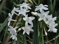 Narcissus papyraceus 14, Saxifraga-Harry Jans