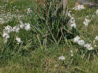 Narcissus papyraceus 21, Saxifraga-Harry Jans