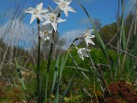 Narcissus papyraceus 22, Saxifraga-Ed Stikvoort