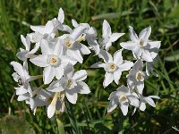 Narcissus papyraceus 25, Saxifraga-Harry Jans