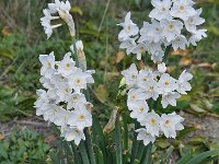 Narcissus papyraceus 27, Saxifraga-Harry Jans