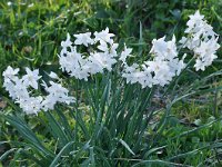 Narcissus papyraceus 30, Saxifraga-Harry Jans