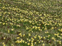 Narcissus pseudonarcissus 106, Wilde narcis,  Saxifraga-Luuk Vermeer