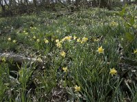 Narcissus pseudonarcissus 117, Wilde narcis, Saxifraga-Willem van Kruijsbergen