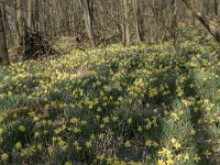 Narcissus pseudonarcissus 45, Wilde narcis, Saxifraga-Willem van Kruijsbergen