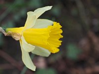 Narcissus pseudonarcissus ssp pseudonarcissus 21, Wilde narcis, Saxifraga-Hans Dekker