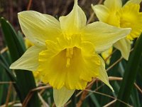 Narcissus pseudonarcissus, 118, Wilde narcis, Saxifraga-Hans Grotenhuis