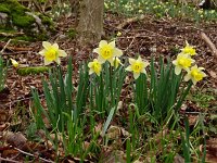 Narcissus pseudonarcissus, 119, Wilde narcis, Saxifraga-Hans Grotenhuis