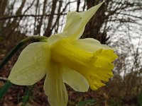 Narcissus pseudonarcissus, 121, Wilde narcis, Saxifraga-Hans Grotenhuis