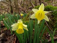 Narcissus pseudonarcissus, 122, Wilde narcis, Saxifraga-Hans Grotenhuis