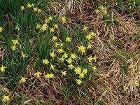 Narcissus pseudonarcissus, 125, Wilde narcis, Saxifraga-Hans Grotenhuis