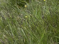 Nardus stricta 14, Borstelgras, Saxifraga-Willem van Kruijsbergen