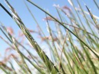 Nardus stricta 1, Borstelgras, Saxifraga-Rutger Barendse