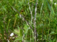 Nardus stricta 12, Borstelgras, Saxifraga-Rutger Barendse