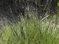 Nardus stricta 13, Borstelgras, Saxifraga-Willem van Kruijsbergen